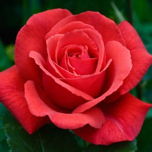 Trandafir rosu Bucuresti Bulbi Romania