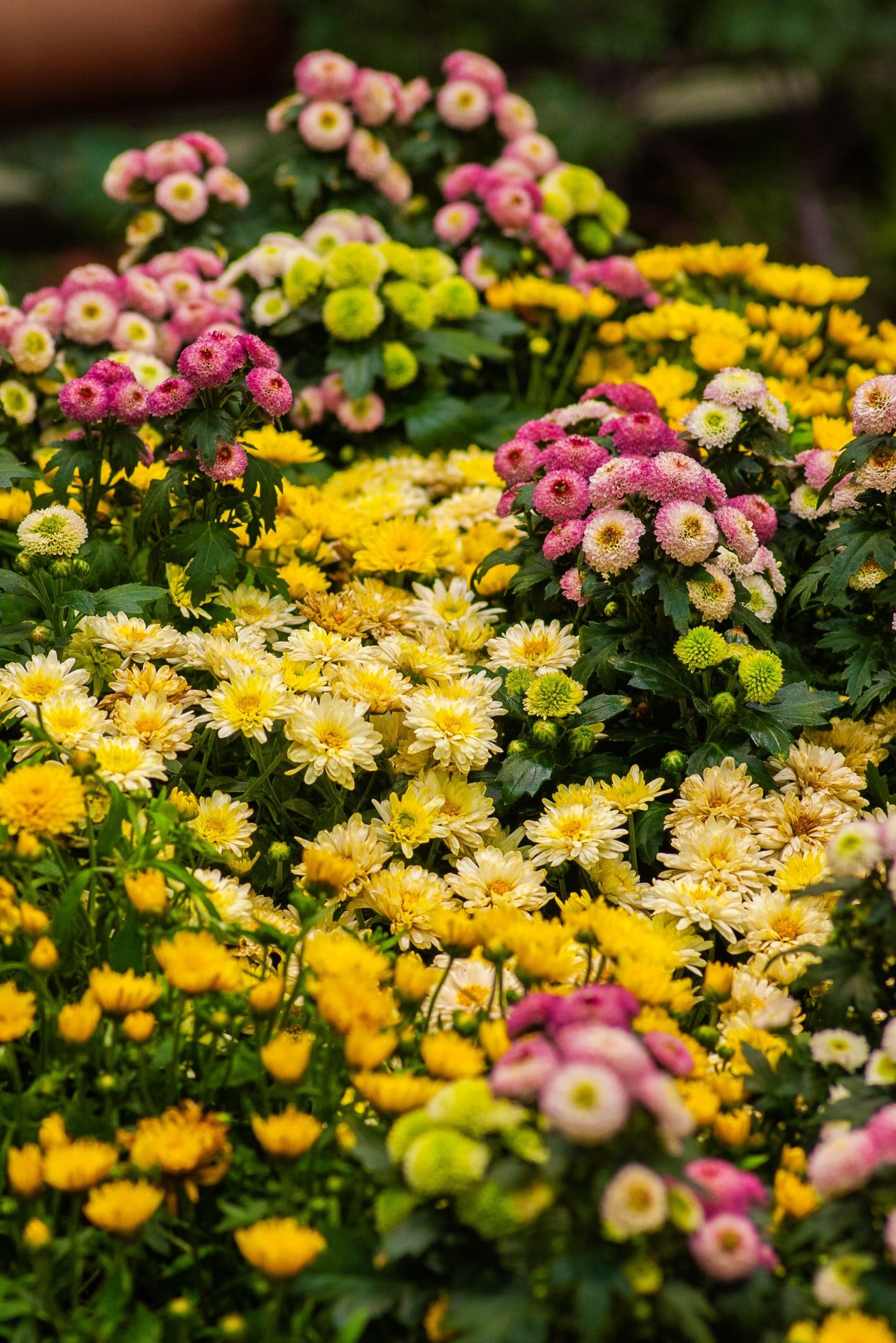 Crizanteme colorate 