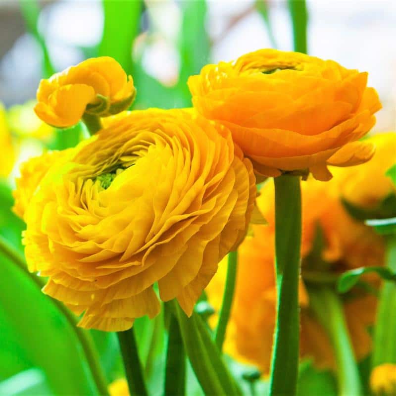 ranunculus floare